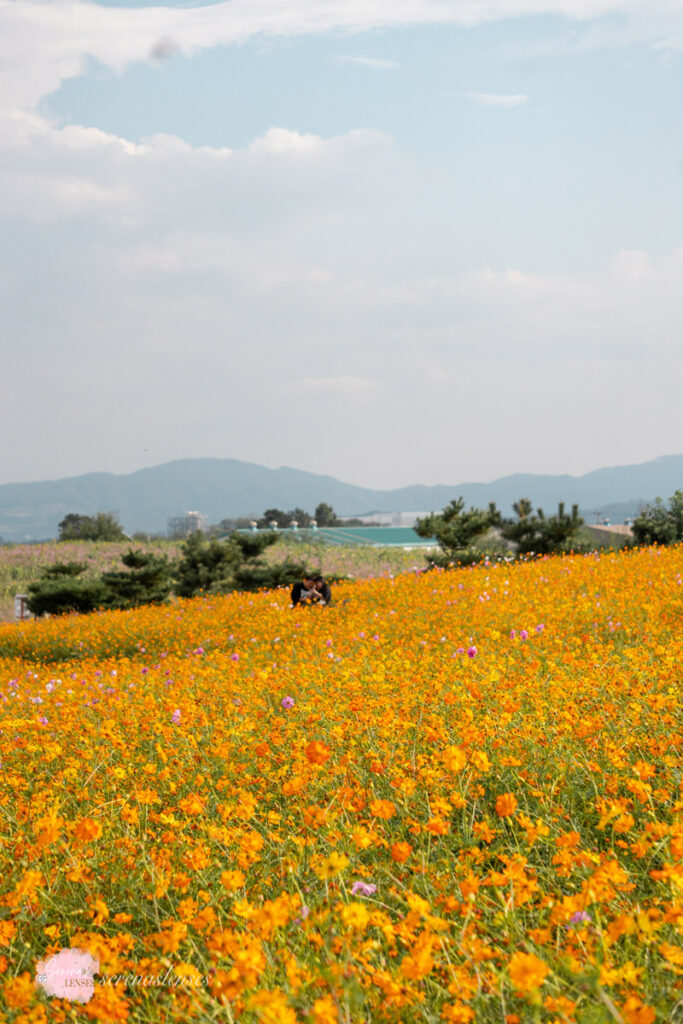 Anseong-Farmland-Cosmos