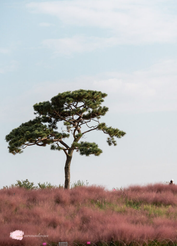 10 days in Korea: Anseong-Farmland-from-Seoul