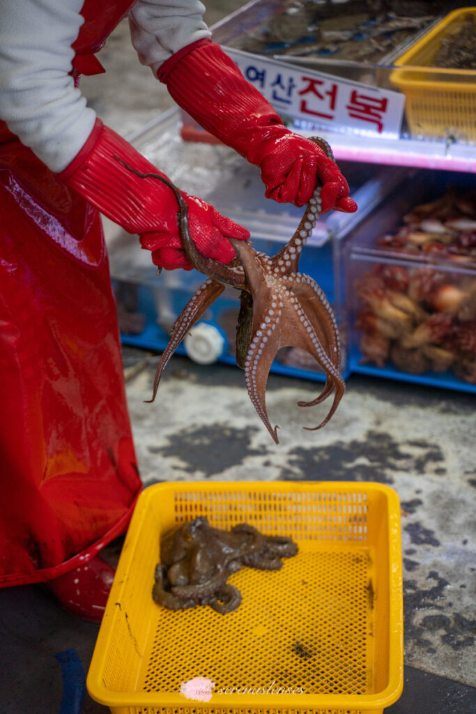 Busan itinerary: seafood market