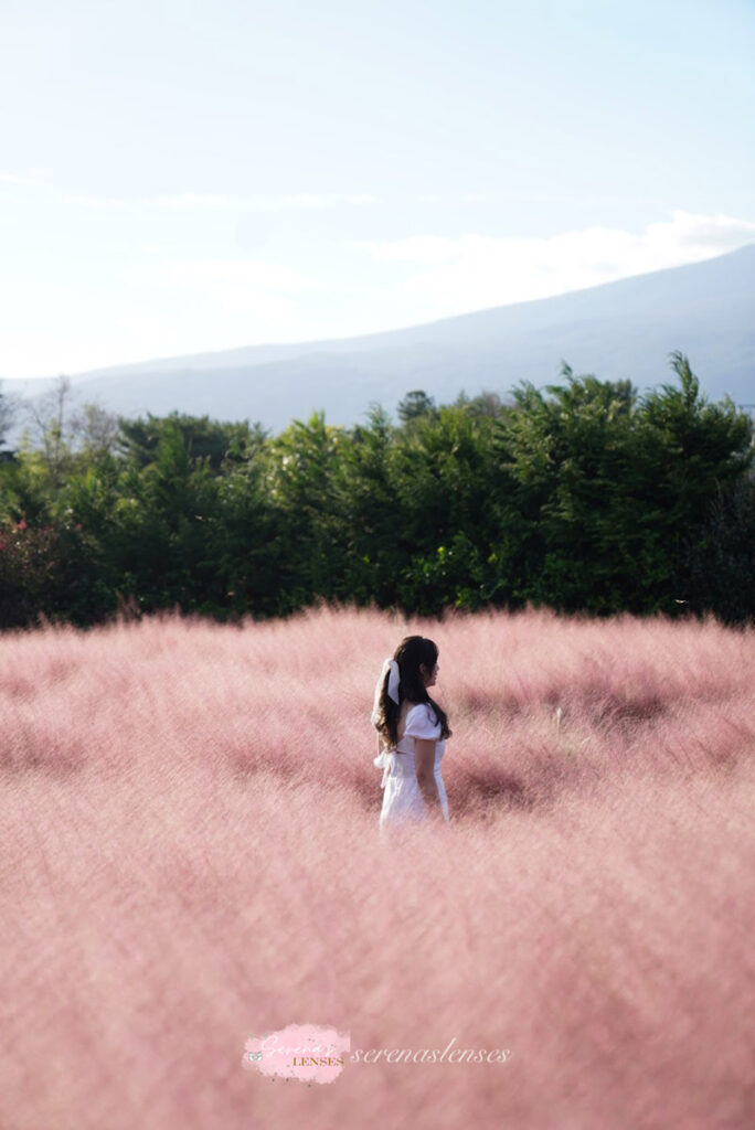 Jeju itinerary: Hueree-Nature-Life-Park-Pink-Grass