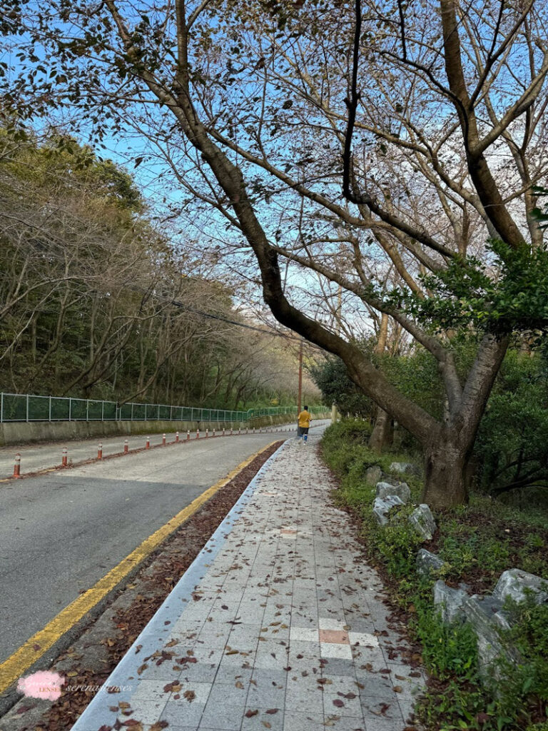 Hwangnyeongsan-Mountain-hiking