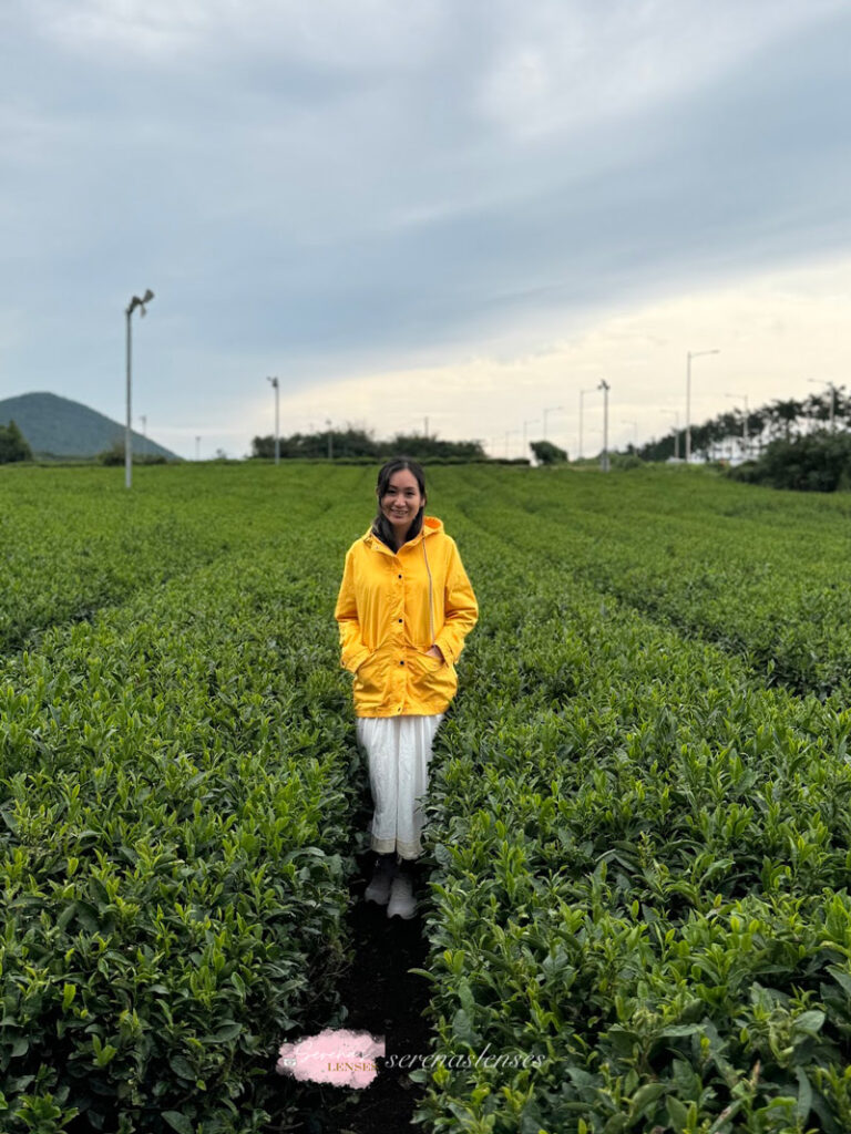 Jeju itinerary: Osculloc-Green-Tea-Field